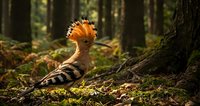 Hoopoe bird with distinctive orange crest and striped plumage standing on mossy forest floor among tall trees in natural woodland habitat.