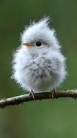 Fluffy white baby bird with downy feathers perched on branch against green background, showcasing adorable wildlife moment in nature photography.