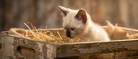 Cute Siamese kitten exploring a rustic wooden crate filled with straw, warm bokeh background, cozy farm atmosphere.