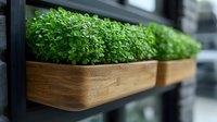 Fresh microgreens growing in wooden planter boxes mounted on dark wall, modern urban gardening setup for home kitchen and restaurants, selective focus.