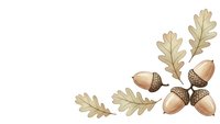 Autumn oak leaves and acorns corner border design on white background for seasonal decorations and fall themed projects.