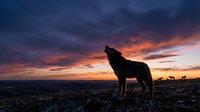 Wolf howling at dramatic sunset sky with vibrant orange and purple clouds over rocky terrain, suitable for wildlife and nature backgrounds.