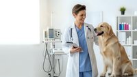 Female veterinarian in white coat examining golden retriever dog in modern clinic with medical equipment for pet healthcare and animal treatment.