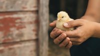 Young chick held in human hands on farm, representing animal care, poultry farming, and agricultural practices for educational and commercial use.