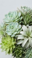 Assorted succulent plants arrangement with green rosettes and textured leaves for modern home decor and gardening projects on neutral background.