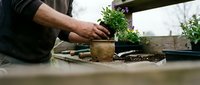 Man's hands repotting small flowering plant in terracotta pot on wooden surface. Indoor gardening and plant care hobby activity for home decoration.