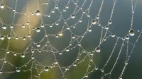 Intricate spider web adorned with morning dew drops creating natural patterns against soft blurred background. Perfect for nature photography and design projects.