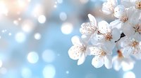 White cherry blossoms blooming on branch with soft blue bokeh background and warm sunlight creating dreamy spring atmosphere for seasonal designs.