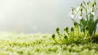 Spring snowdrop flowers and young fern shoots emerging from moss ground in soft natural light creating peaceful seasonal nature scene for wellness concepts.