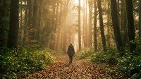Hiker walking on forest path surrounded by tall trees with golden sunlight filtering through canopy during autumn season.