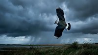 Majestic bird of prey soaring through dramatic stormy sky over grassland landscape with dark clouds and moody atmosphere for nature wildlife photography.