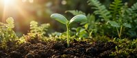 Young green seedling sprouting from rich dark soil in sunlight with lush ferns in background. New life emerging from earth symbolizing growth and renewal.