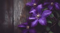 Purple clematis flowers blooming against rustic wooden background with copy space for garden and nature themed designs.
