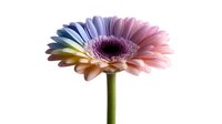 Single gerbera daisy flower with gradient rainbow colored petals from pink to blue and yellow on white isolated background, fresh spring bloom with green stem.