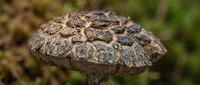 Wild mushroom with textured brown cap growing in natural forest environment, organic fungi specimen for nature and botanical studies.