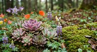 Colorful succulent garden with purple rosettes, orange poppies and lavender flowers growing on mossy forest floor creating natural woodland landscape.