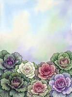 Watercolor illustration of blooming cabbage roses in pink, purple, and cream tones with soft gradient sky background. Suitable for greeting cards, botanical prints, and floral design projects.