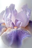 Delicate purple iris flower with morning dew drops on petals, macro photography showing intricate details and soft ethereal lighting against blurred background.