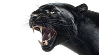 Aggressive black panther showing fangs and teeth against white background, isolated profile portrait of wild cat predator with open mouth and threatening expression.