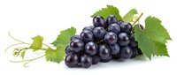 Fresh dark purple grapes cluster with green leaves and vine tendrils isolated on white background for healthy food and wine industry designs.