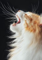 Close-up profile of ginger and white cat yawning against dark background, showing detailed whiskers, fur texture and expressive facial features in dramatic lighting.