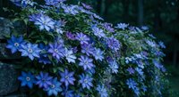 Purple star-shaped flowers blooming in dense clusters on green foliage creating natural garden groundcover display for spring landscaping and botanical photography.