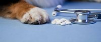 Dog paw with stethoscope and pills on medical table for veterinary healthcare and pet treatment concepts.