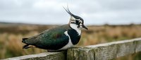 Northern lapwing bird with distinctive black crest perched on wooden fence post in rural countryside landscape with overcast sky and grassland background.