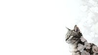 Adorable tabby cat wearing floral dress on white background with decorative elements, isolated pet portrait for design projects and marketing materials.