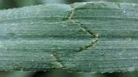 Close-up of green caterpillar crawling on plant leaf with water droplets, showing detailed texture and natural outdoor environment for educational or nature content.