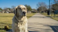 Golden retriever dog wearing eyeglasses sitting on suburban street sidewalk with residential neighborhood background on sunny day.