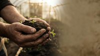 Farmer hands holding rich dark soil with green plant seedling in warm sunlight, symbolizing growth, agriculture, and sustainable farming practices.