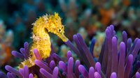 Yellow seahorse swimming among purple sea anemone tentacles in tropical coral reef underwater marine environment for educational and nature content.