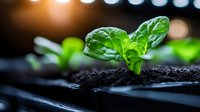 Young green seedling emerging from rich black soil with water droplets and bokeh lights, macro photography showing growth and new beginnings in nature.