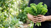 Fresh curly kale bunch held in male hands outdoors in garden setting. Organic vegetable harvest for healthy eating, cooking, nutrition, and farm-to-table food concepts.