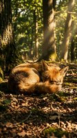 Reddish-brown fox resting against tree trunk in sunlit forest clearing surrounded by moss-covered bark and fallen leaves, wildlife photography for nature and animal content.