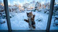 Fluffy cat with brown and white fur standing on hind legs against snowy winter window, paws pressed on glass, looking outside at frozen landscape with trees and buildings.