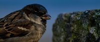Close-up of a small brown and black speckled bird perched on a moss-covered rock, with blurred green foliage and blue sky in the background. Suitable for nature, wildlife, and ornithology projects.