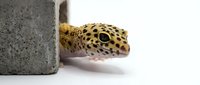 Leopard gecko peeking out from concrete hiding spot with spotted yellow skin pattern on white background for reptile pet care and terrarium setup.