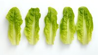 Fresh romaine lettuce leaves arranged in row on white background, isolated healthy green vegetables for salad and cooking designs.