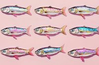 Colorful fish collection with varied patterns and scales isolated on pink background, suitable for design projects, textiles, and decorative applications.