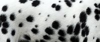 Close-up of black and white spotted dalmatian dog fur texture showing natural animal coat pattern for pet care and veterinary design projects.