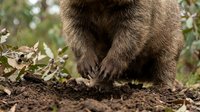 Brown bear paws digging in forest soil among autumn leaves. Wildlife animal behavior in natural habitat for nature and conservation content.