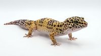Spotted leopard gecko with yellow and brown patterned scales isolated on white background, suitable for educational materials, pet care guides, and wildlife design projects.