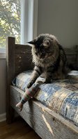 Adorable tabby kitten playing with colorful knitted sock on rustic wooden bed by sunny window creating cozy domestic scene for pet lifestyle content.