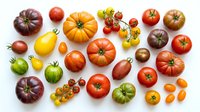 Colorful assortment of fresh heirloom and cherry tomatoes in various sizes and colors arranged on white background for healthy cooking and nutrition.