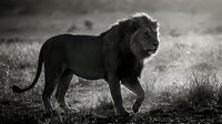Majestic male lion walking across savanna grassland in dramatic black and white photography showcasing wild African wildlife in natural habitat.