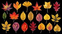 Colorful autumn leaves collection isolated on transparent background, ready for stickers, clipart, t-shirt design, sublimation, and print on demand projects.