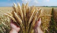 Hands holding fresh golden wheat ears against vast wheat field background. Harvest time concept showing agricultural success and abundance in farming landscape.