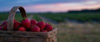 Fresh ripe strawberries in rustic wicker basket at sunset with blurred countryside landscape background for organic farming and healthy eating concepts.